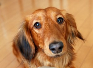 Mini Dachshund:Perfil da raça do cão