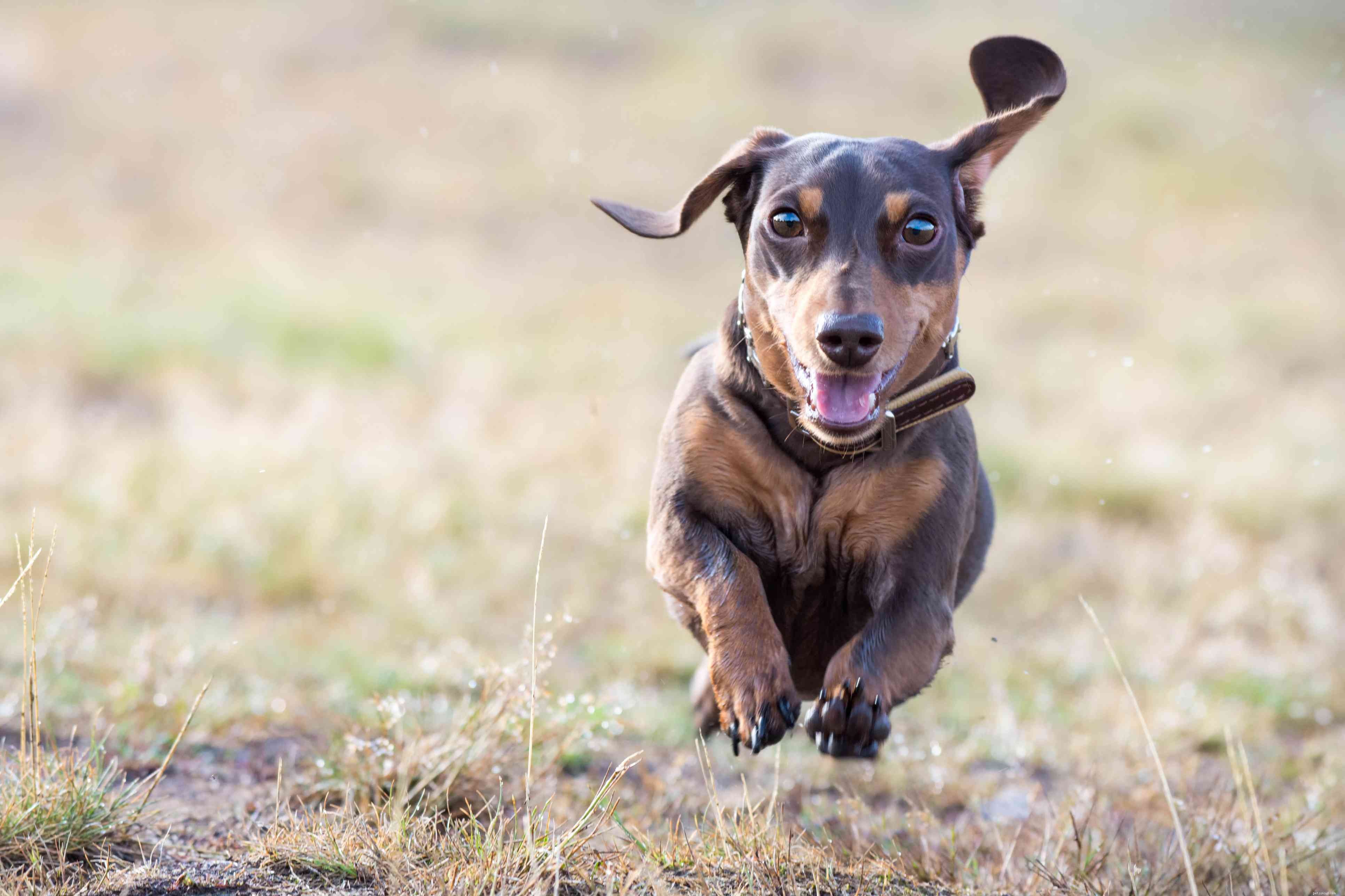 Mini teckel :profil de race de chien