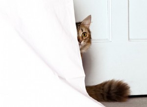 猫が隠れているのはなぜですか？ 