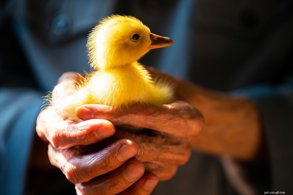 Tudo o que você precisa saber sobre como ter um pato como animal de estimação