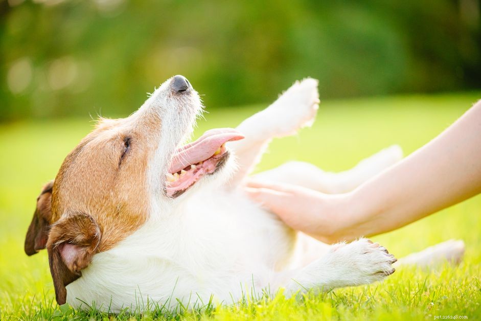 10 comportamentos de cães submissos a serem conhecidos