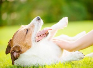 10 особенностей поведения покорной собаки, которые нужно знать