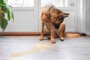 10 comportamenti del cane sottomesso da conoscere