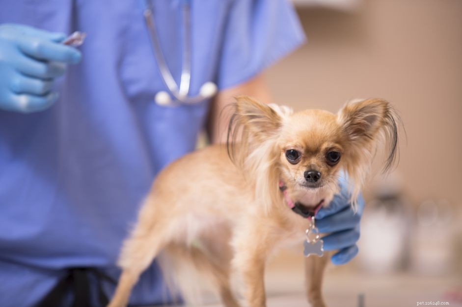 DHPP- of DA2PP-vaccin voor honden