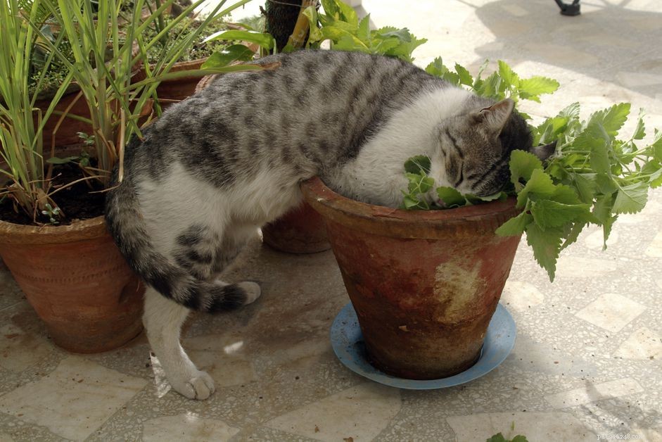 A erva-gateira é ruim para gatos?