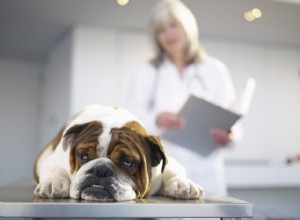 Rakovina močového měchýře u psů