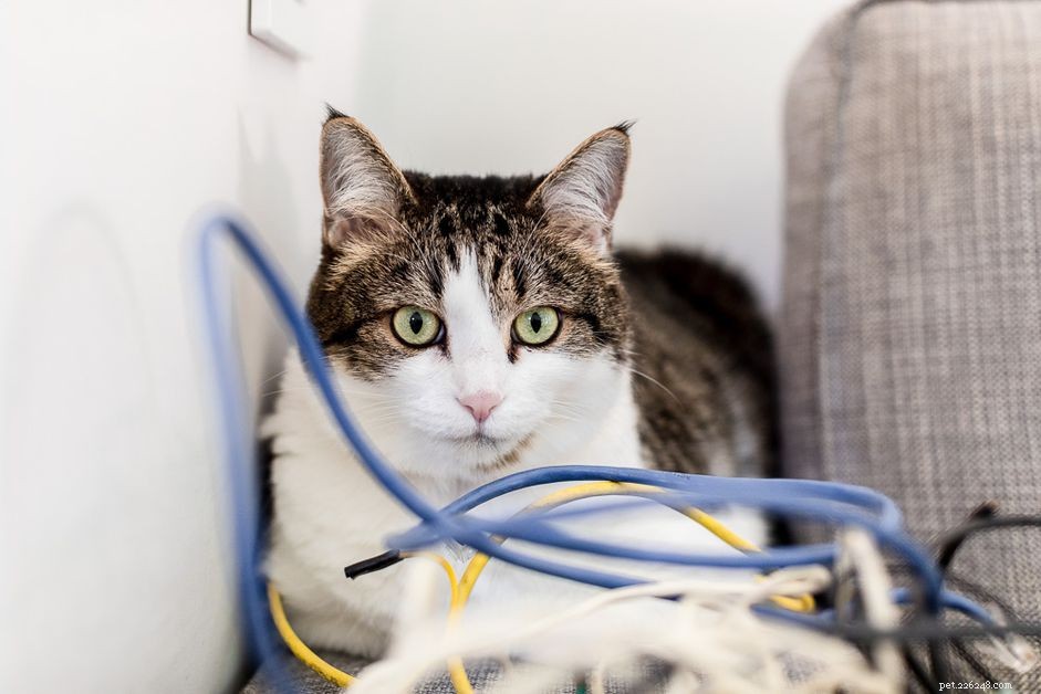 Hoe u kunt voorkomen dat uw kat op elektrische snoeren kauwt