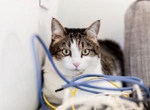 猫が電気コードを噛むのを防ぐ方法 