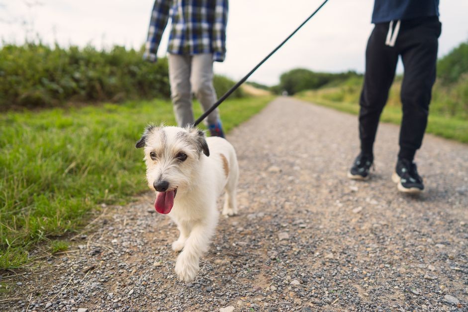 どのくらいの頻度であなたはあなたの犬を歩くべきですか？ 