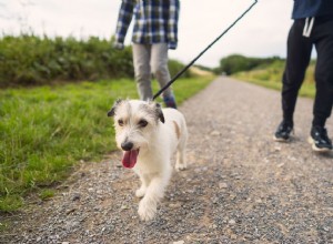 どのくらいの頻度であなたはあなたの犬を歩くべきですか？ 