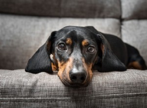 Le Pepto-Bismol est-il bon pour les chiens ?