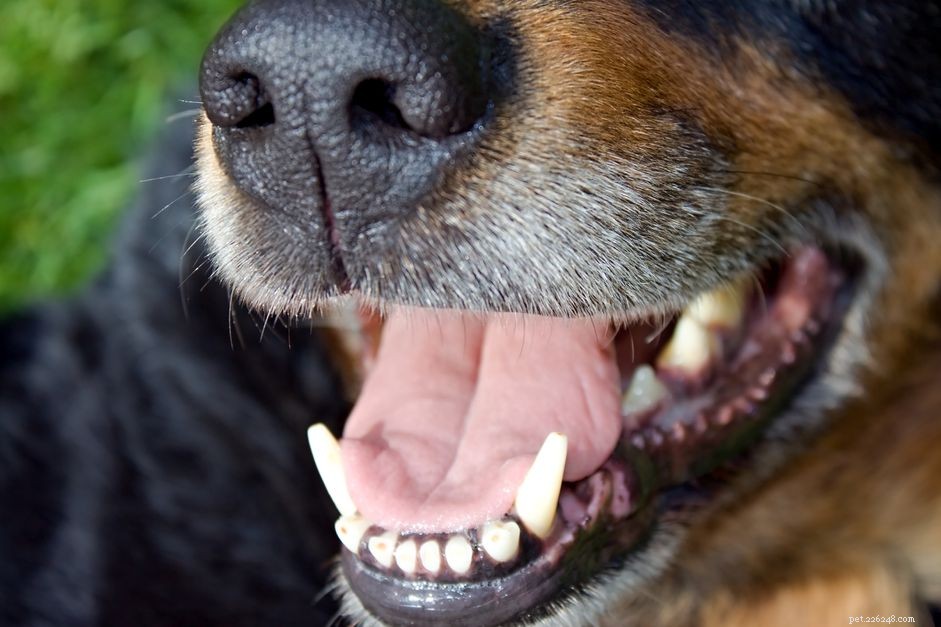 Cancer de la bouche chez le chien