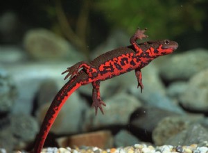 Fire Belly Newt:perfil da espécie