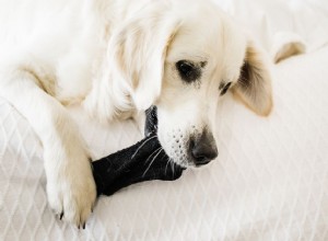 Pourquoi mon chien mange-t-il mes chaussettes ?