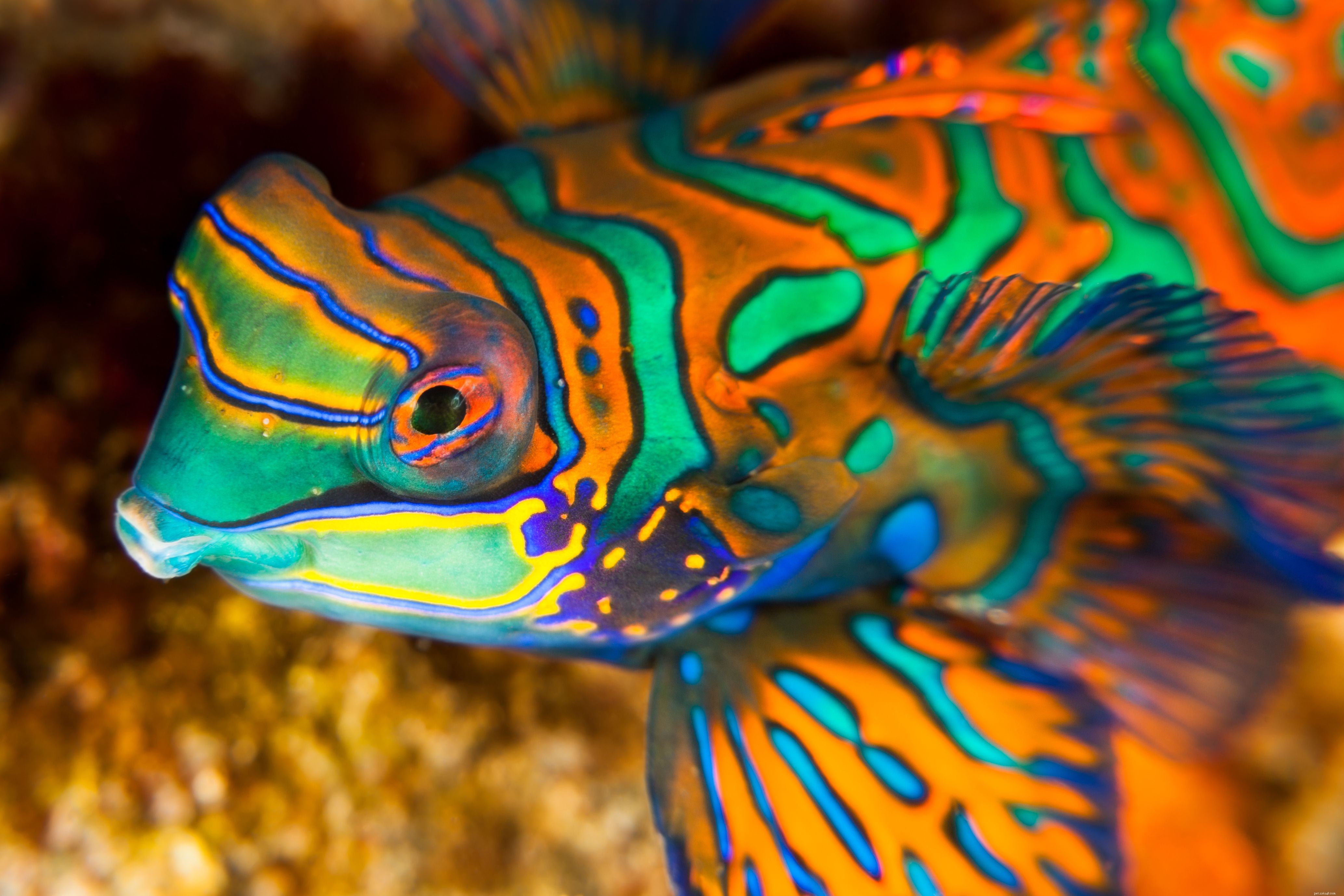Mandarinfish-profil