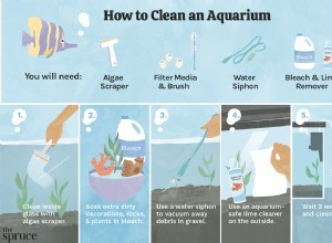 Jak vyčistit špinavou nádrž na ryby