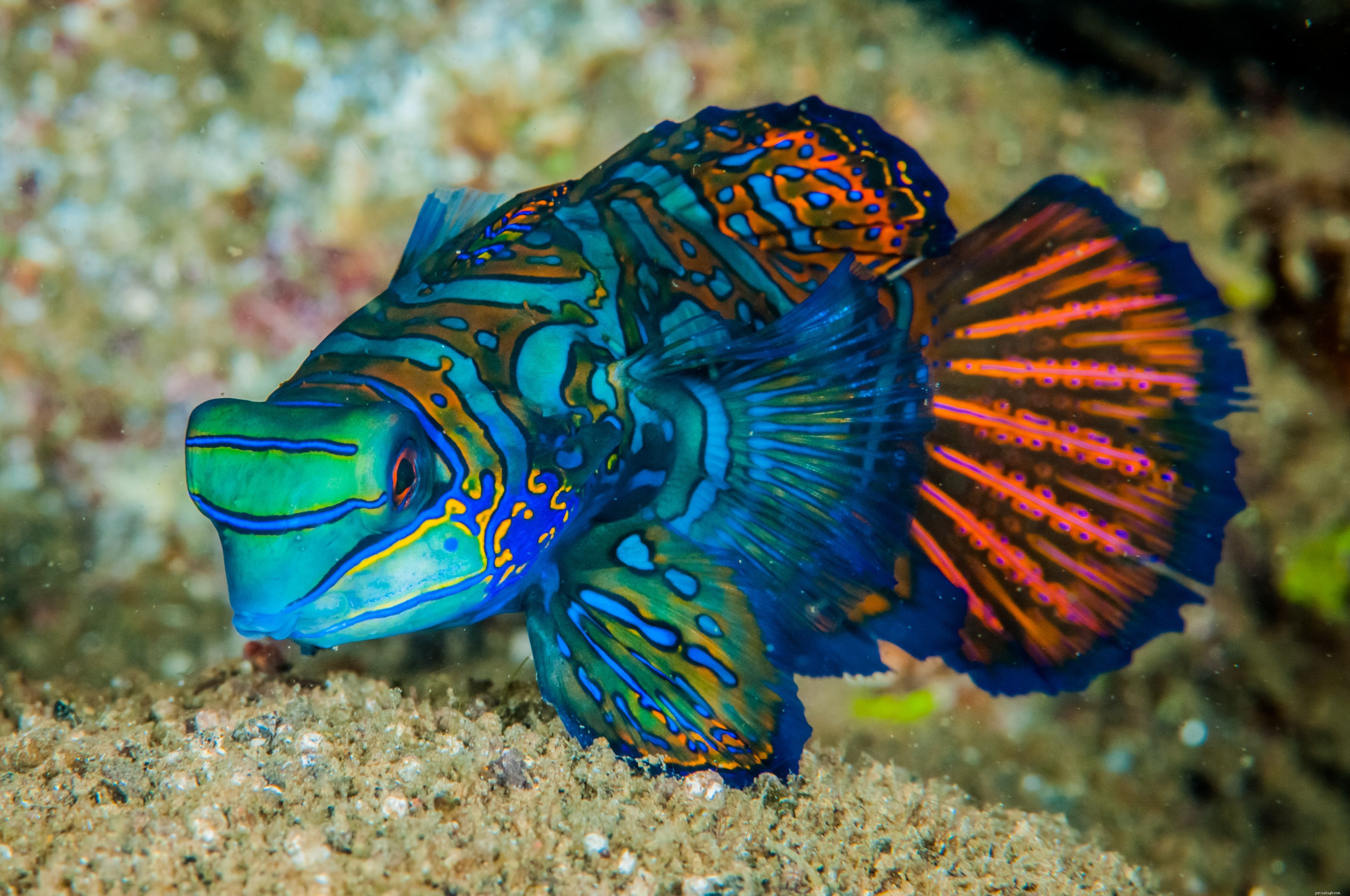 Profilo Mandarinfish