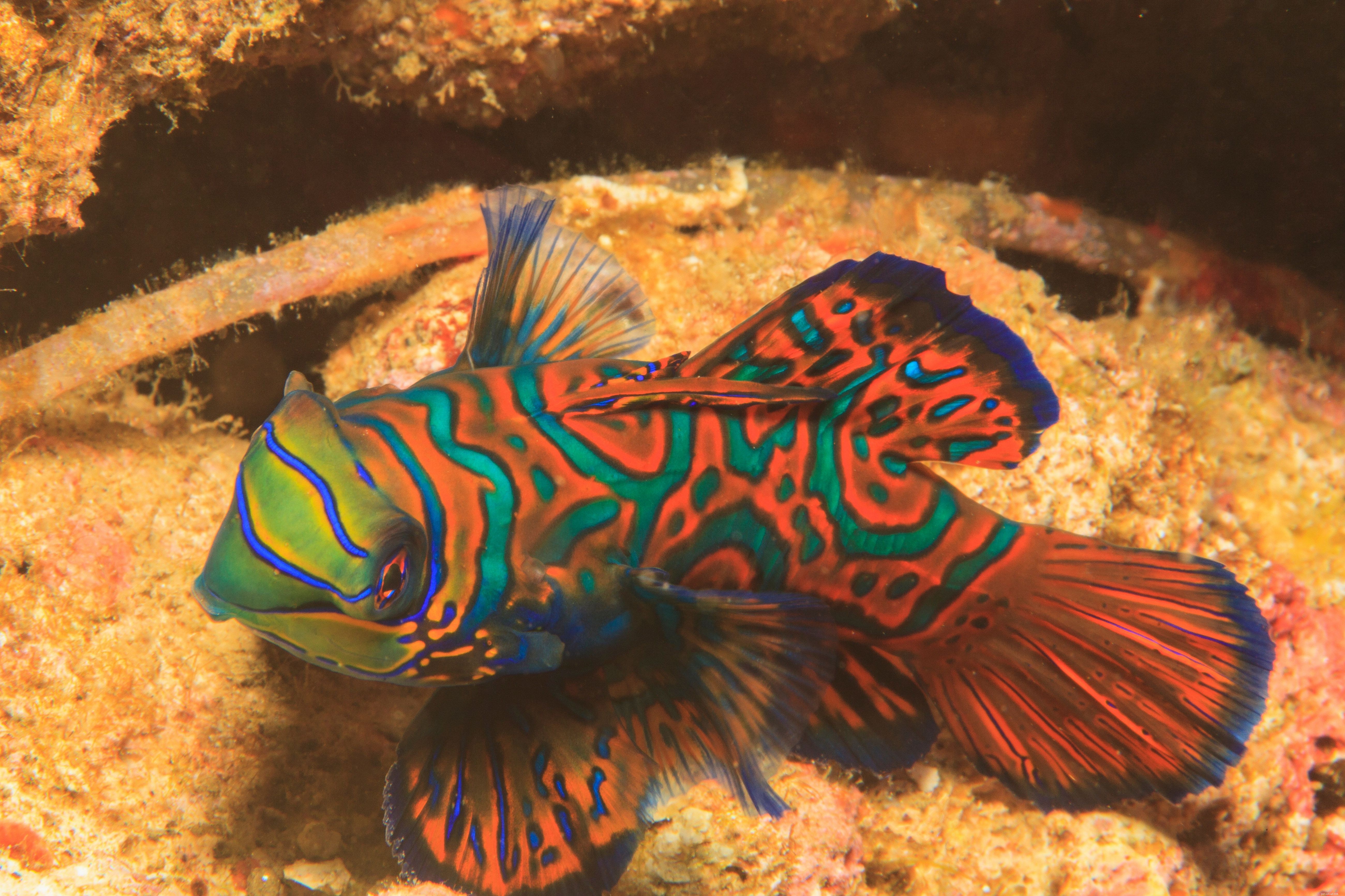 Mandarinfish-profil