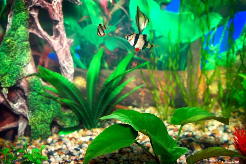 Empoisonnement au nitrate chez les poissons d aquarium d eau douce
