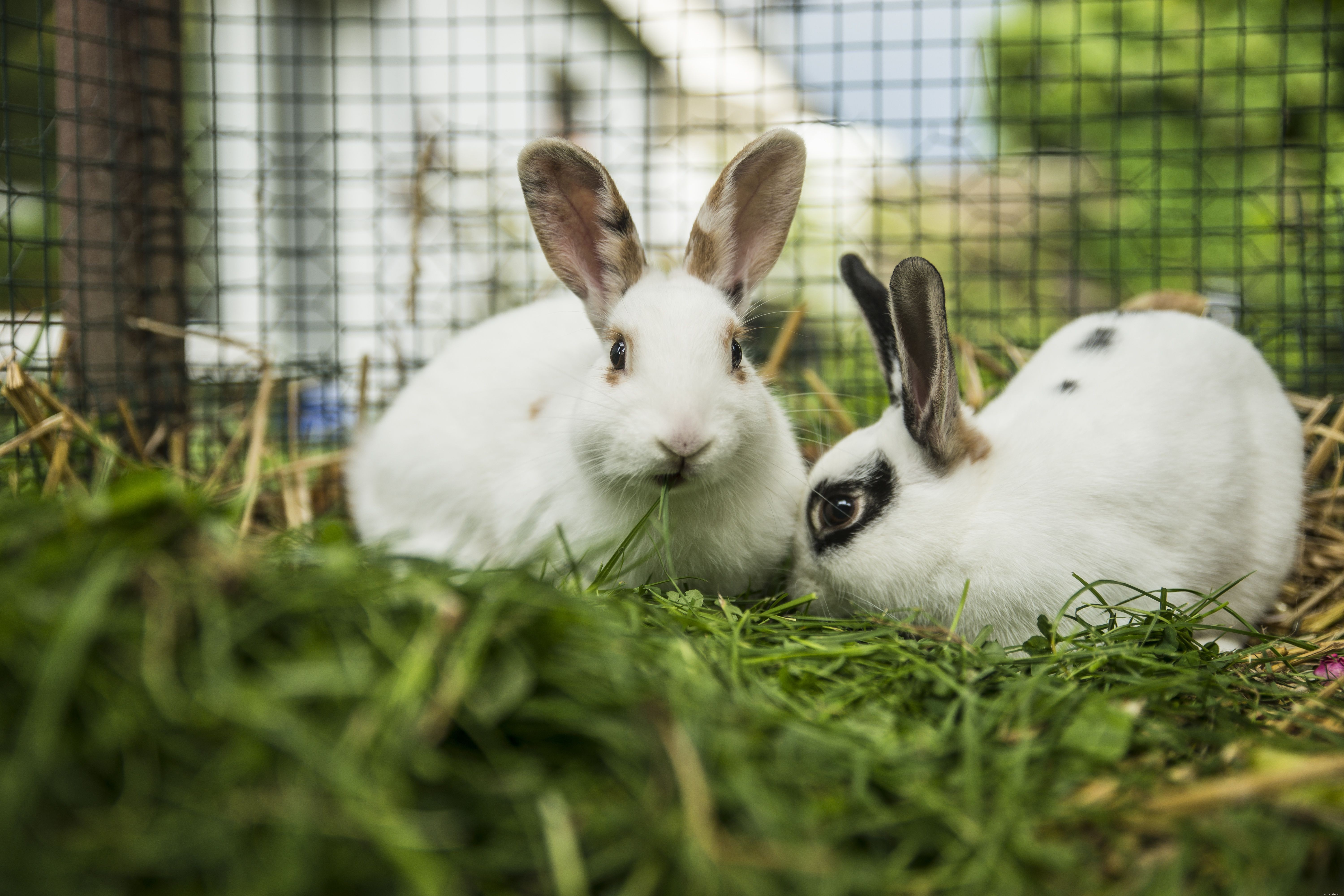 Huisvesting voor konijnen voor huisdieren