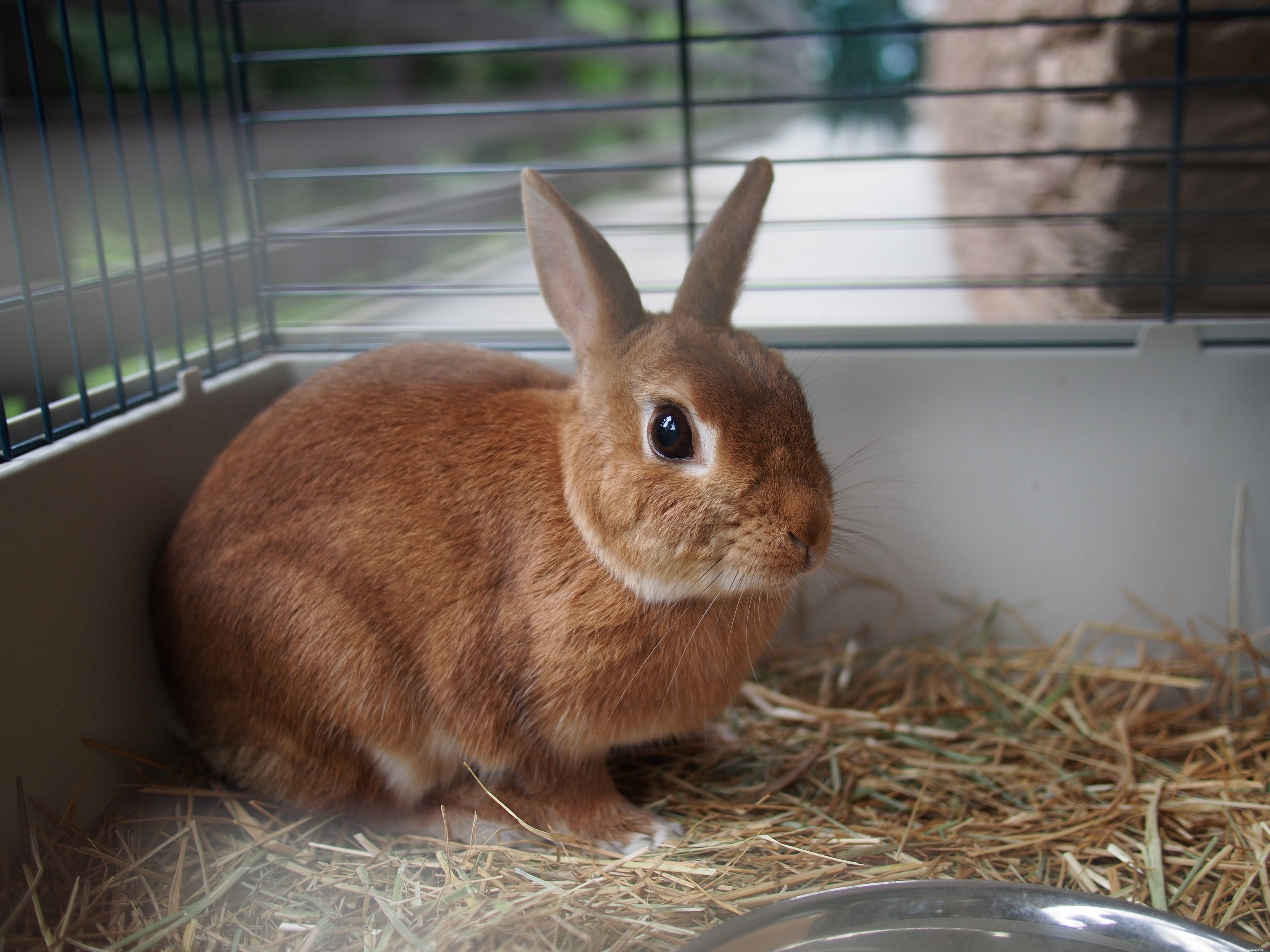 Huisvesting voor konijnen voor huisdieren