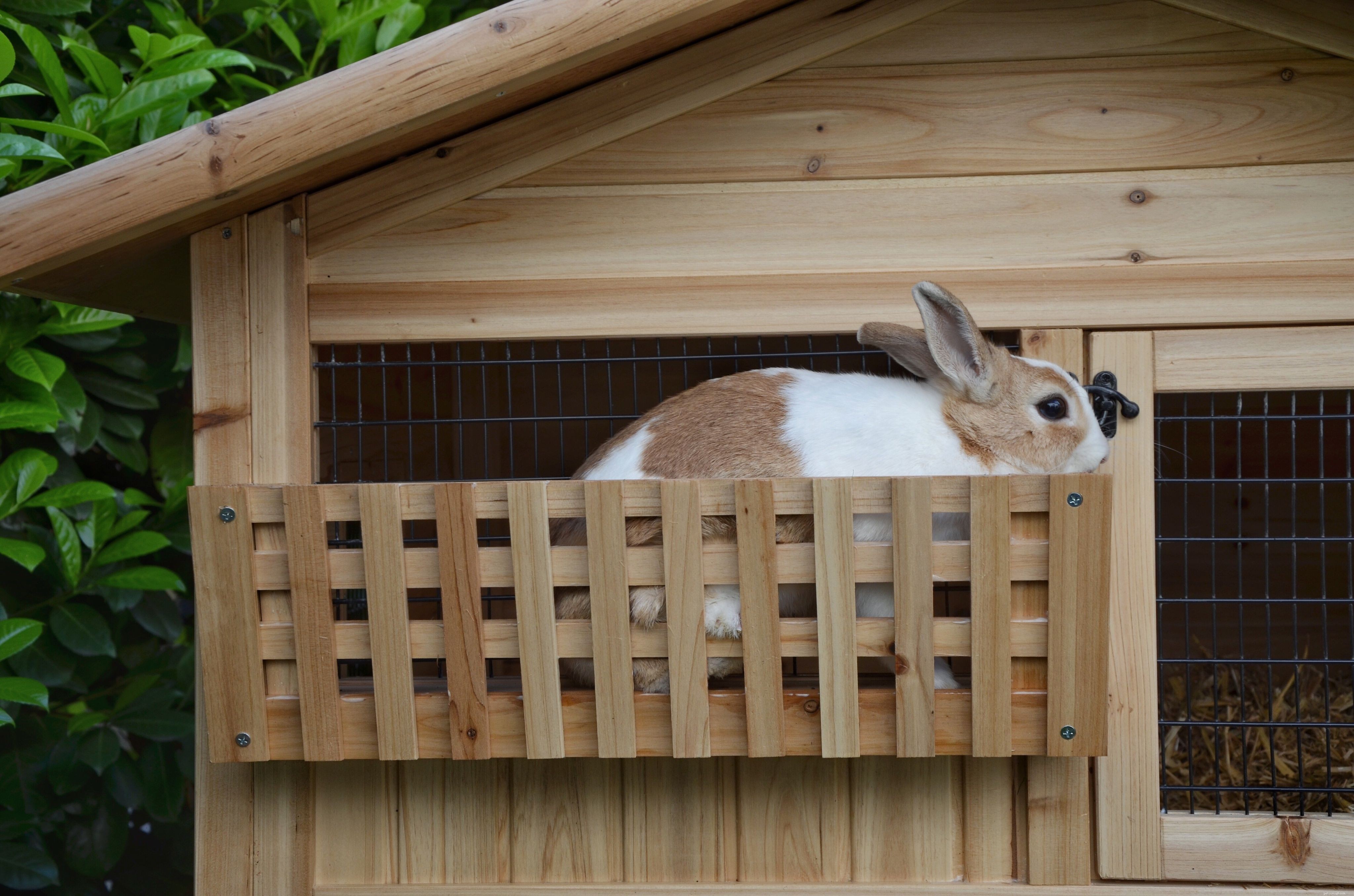 Custodia per conigli domestici Giude