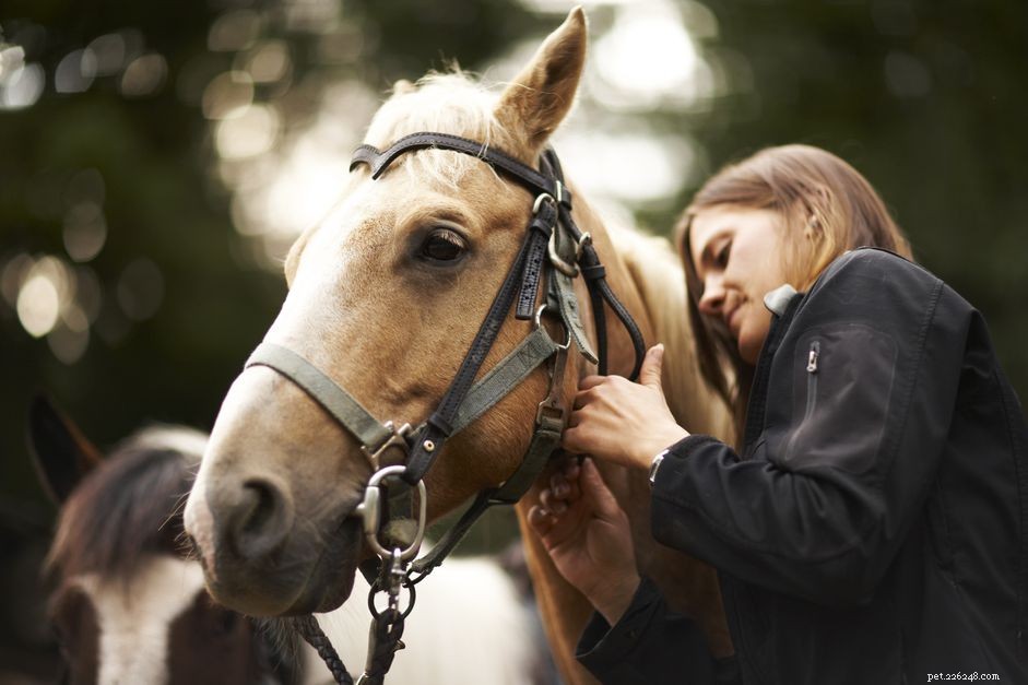 Hur du väljer ett bett för din häst
