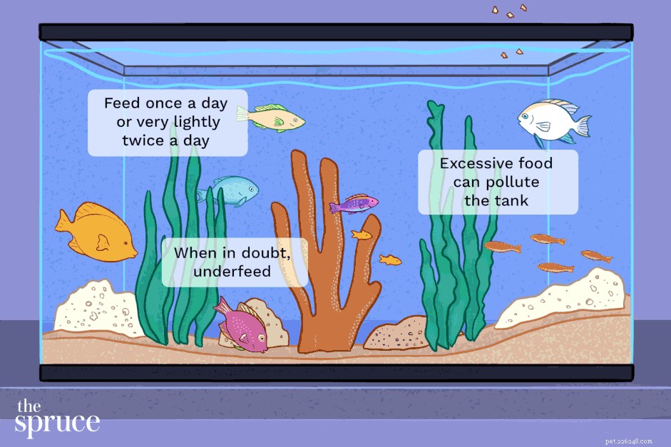 Determinando quanto alimentar os peixes de aquário