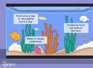Определение количества корма для аквариумных рыб