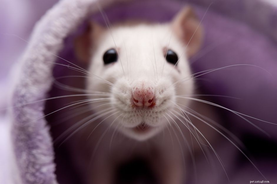 Råttpersonlighet, intelligens och omsorg