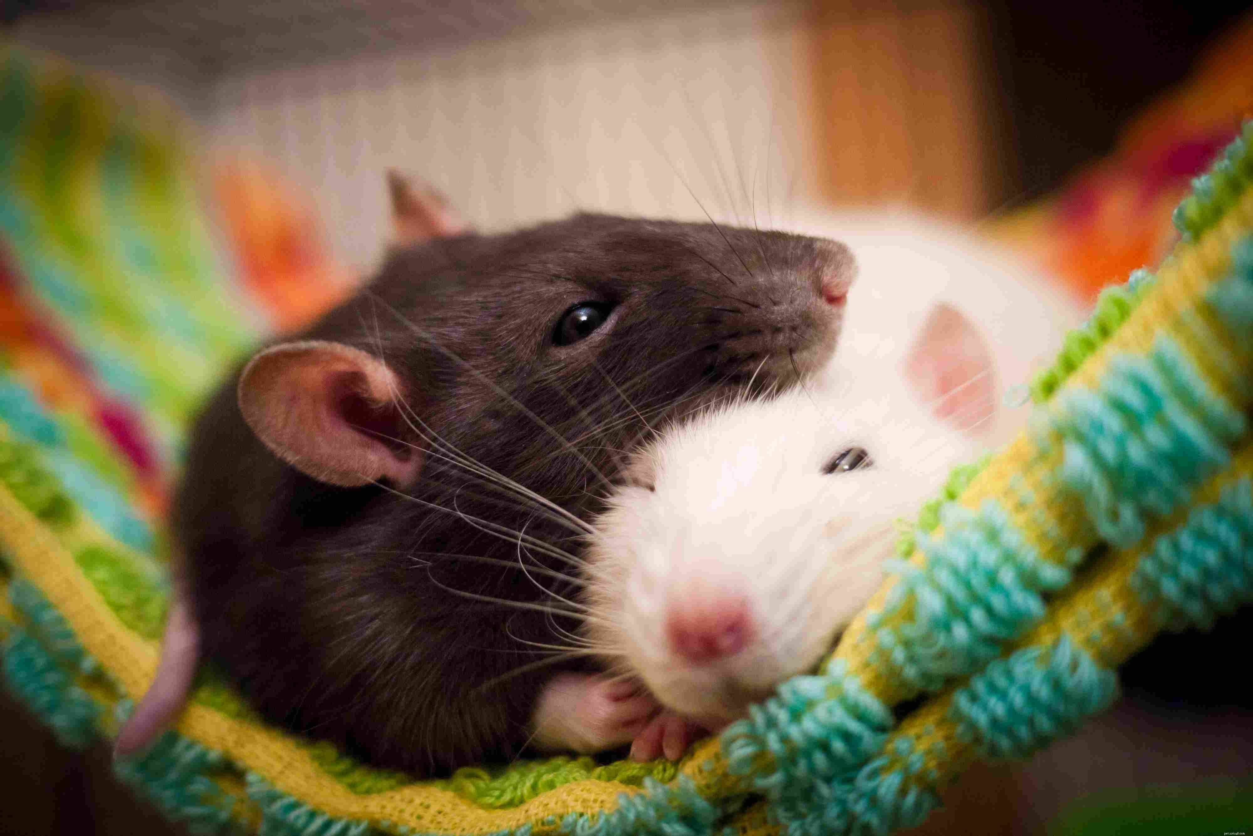 Rattenpersoonlijkheid, intelligentie en zorgzaamheid