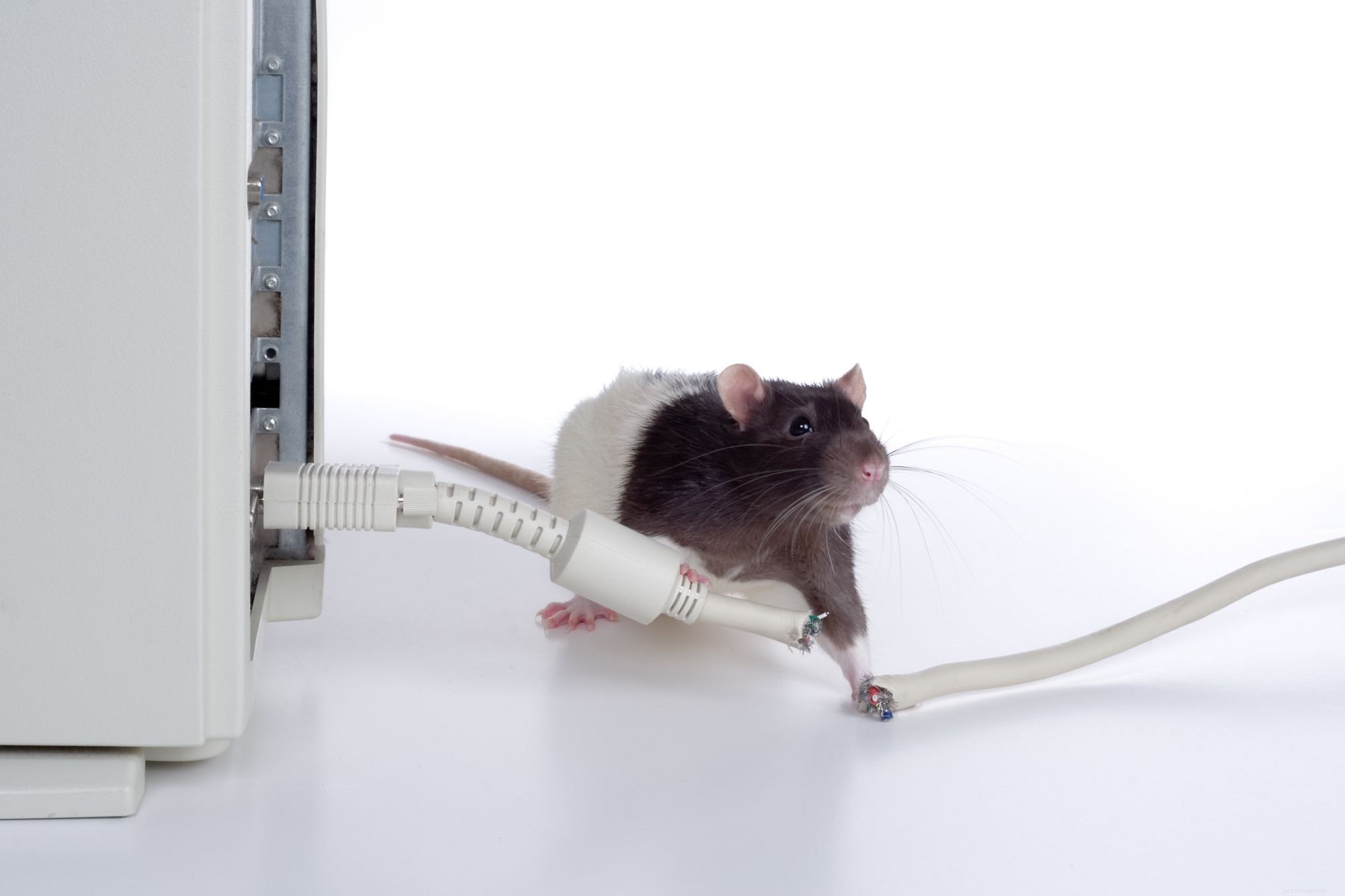 Personalidade, inteligência e cuidado do rato