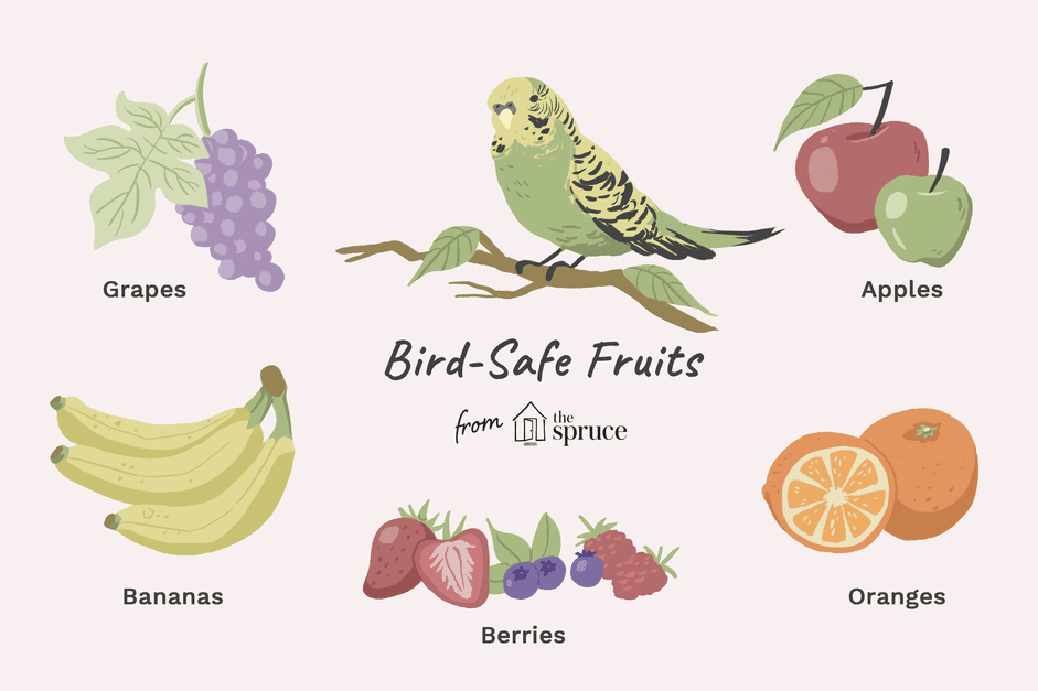 Veilig fruit voor vogels