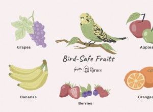 새를 위한 안전한 과일