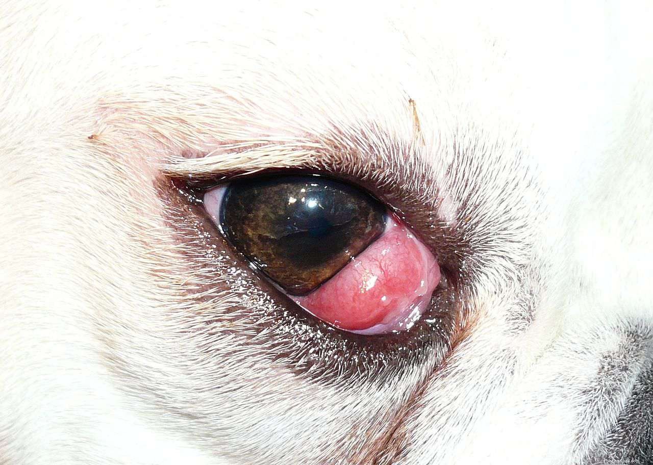 Cherry Eye bij honden
