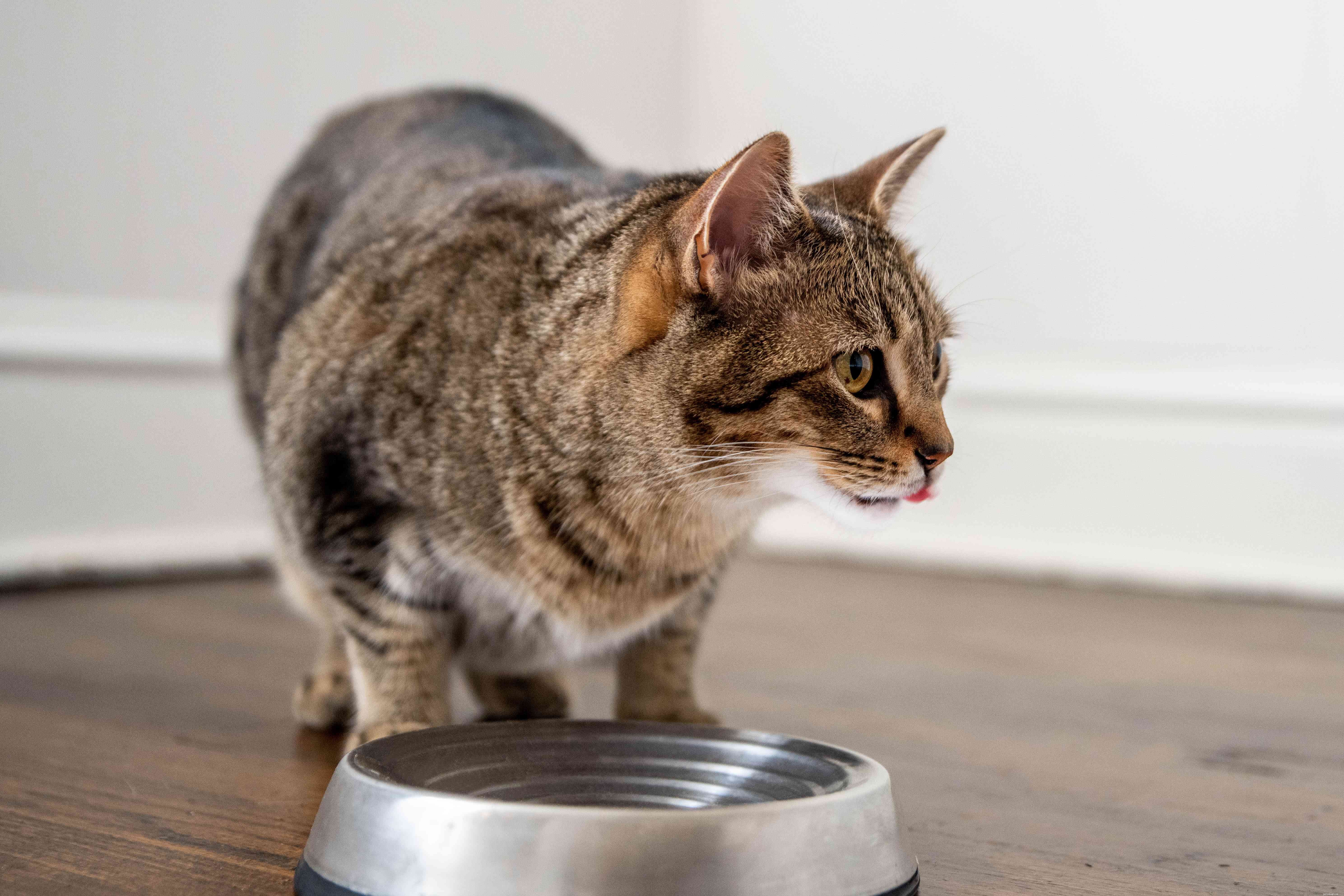 고양이가 항상 배고픈 이유는 무엇입니까?