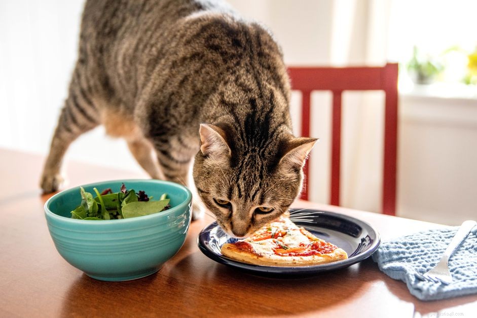 Pourquoi mon chat a-t-il toujours faim ?