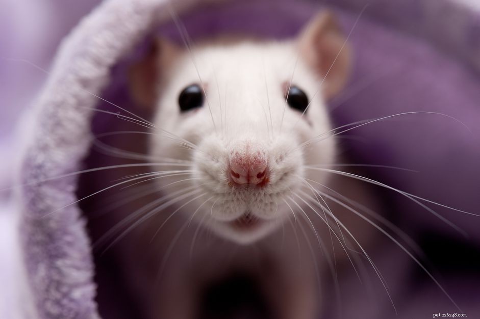 Andningsproblem hos husdjursråttor:orsaker och behandling