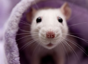 Problemi respiratori nei topi domestici:cause e trattamento