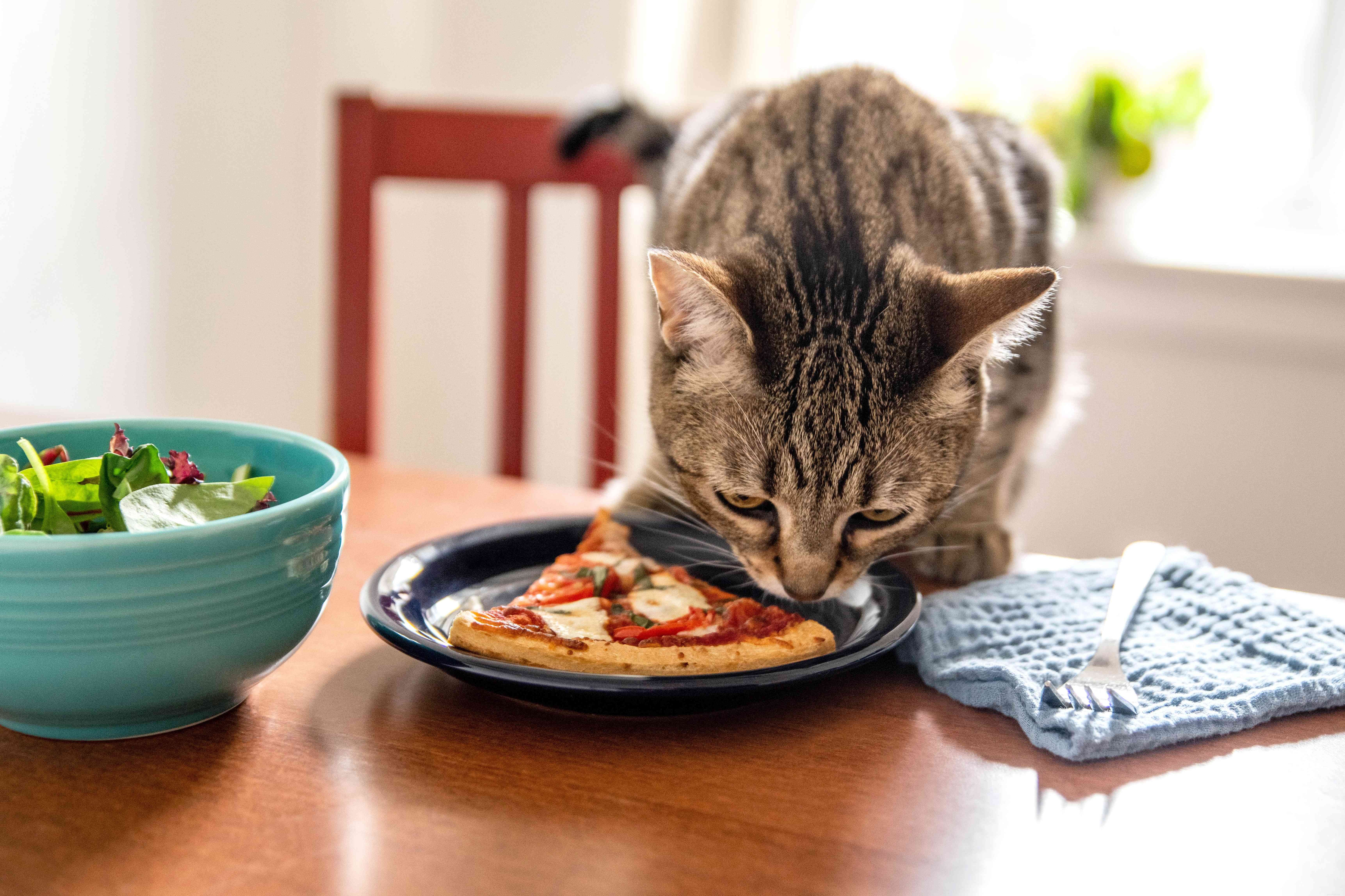 なぜ私の猫はいつも空腹なのですか？ 