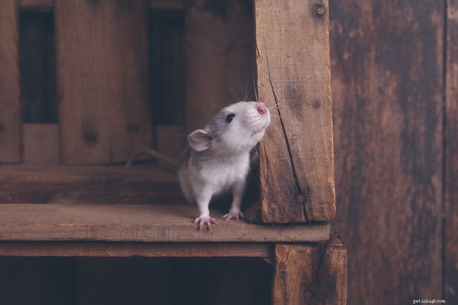 Säkert och giftigt trä för råttor att tugga