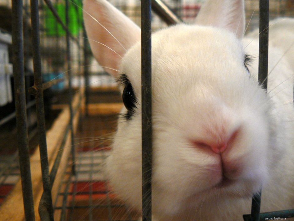 Redenen waarom konijnen kauwen en hoe ze te stoppen