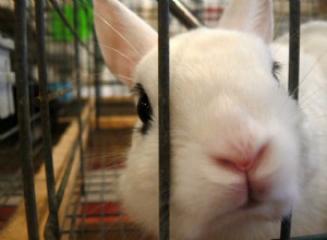 Причины, почему кролики жуют, и как это остановить