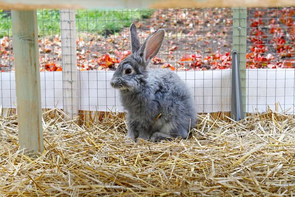 Redenen waarom konijnen hun eigen poep eten