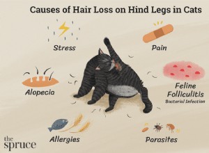 Ztráta vlasů na zadních končetinách u koček