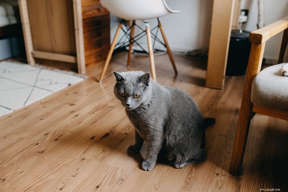 Är din lägenhet tillräckligt stor för en katt?