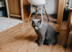 당신의 아파트는 고양이가 살기에 충분한가요?