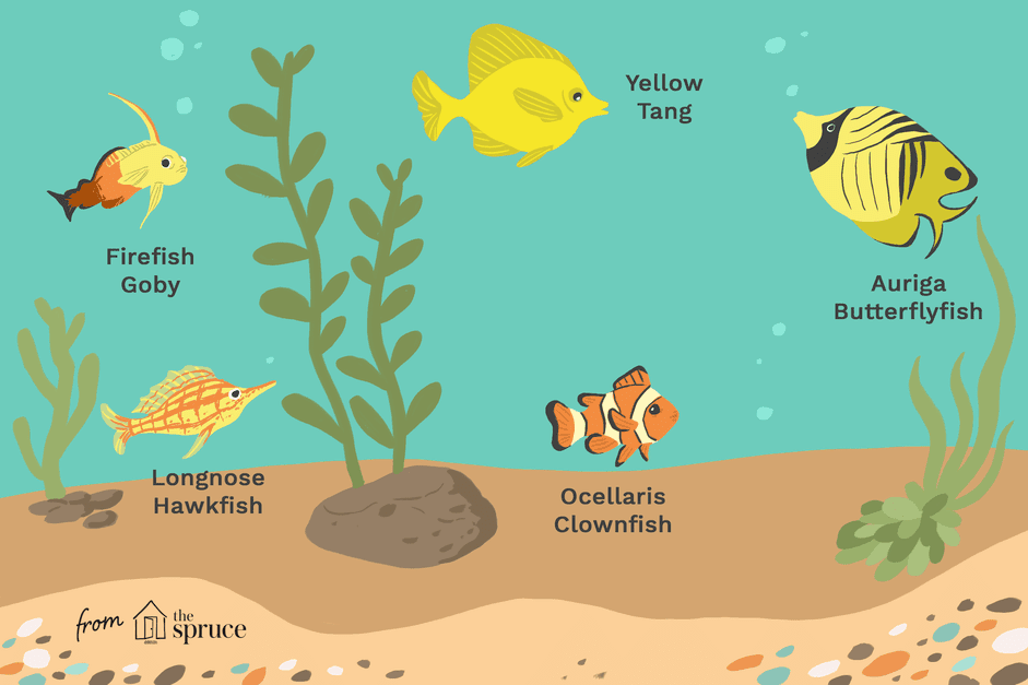 해수 수족관을 위한 28가지 최고의 초급 물고기