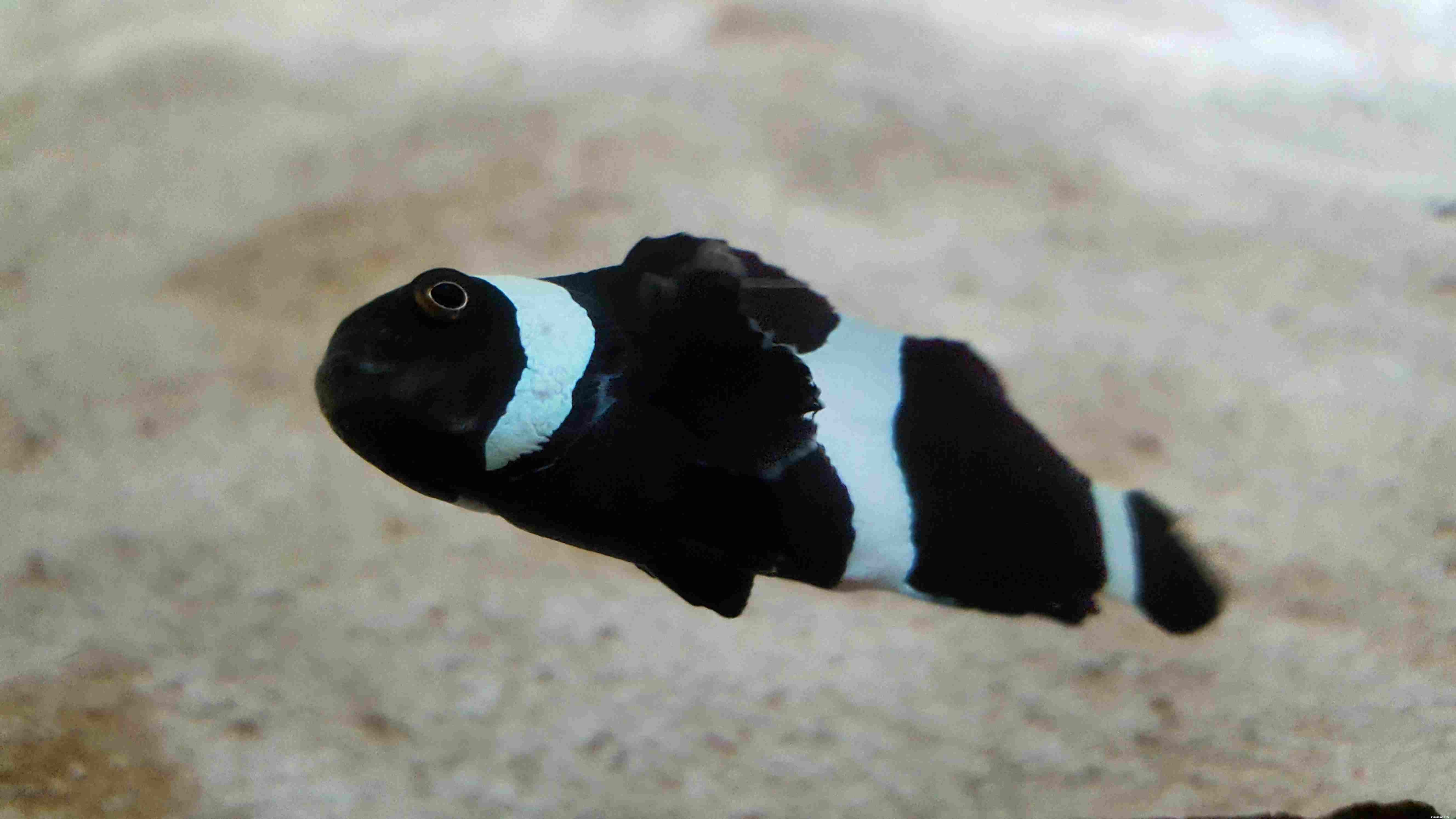 De 28 beste beginnersvissen voor een zoutwateraquarium