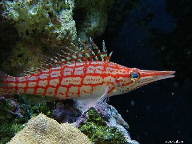 Les 28 meilleurs poissons débutants pour un aquarium d eau salée